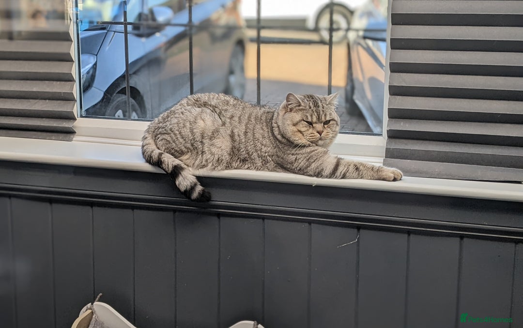 British Shorthair cats for stud: Stud *British Shorthair* Derby in Derby - Advert 2