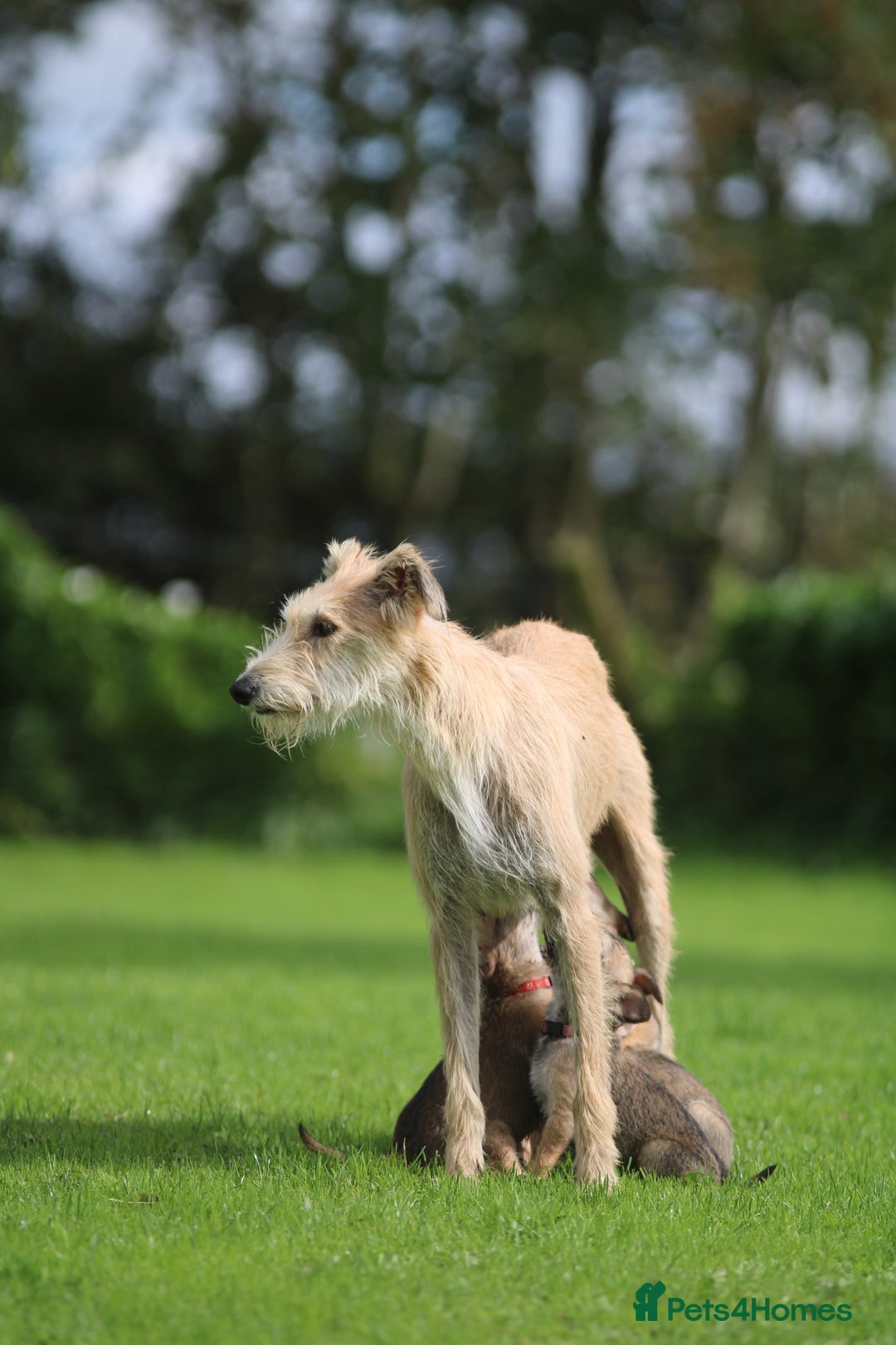 Lurcher dogs for sale: Rough coated lurcher puppies  - Image 16