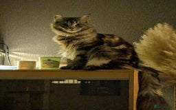 Maine Coon cats for sale: Princess the maine coon - Image 2