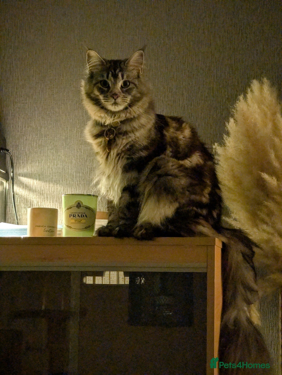 Maine Coon cats for sale: Princess the maine coon - Image 2