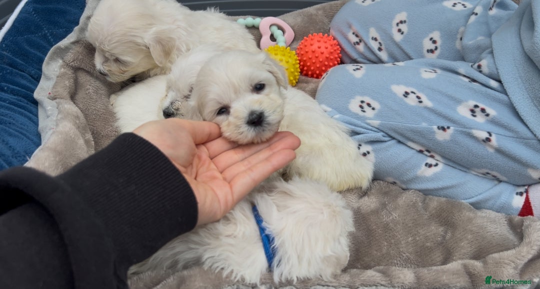 Bichon Frise dogs for sale: Beautiful Bichon Frise only 1 available  - Image 26