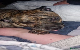Mixed Breed dogs for sale: Reggie - 5 year old neutered male  - Image 3
