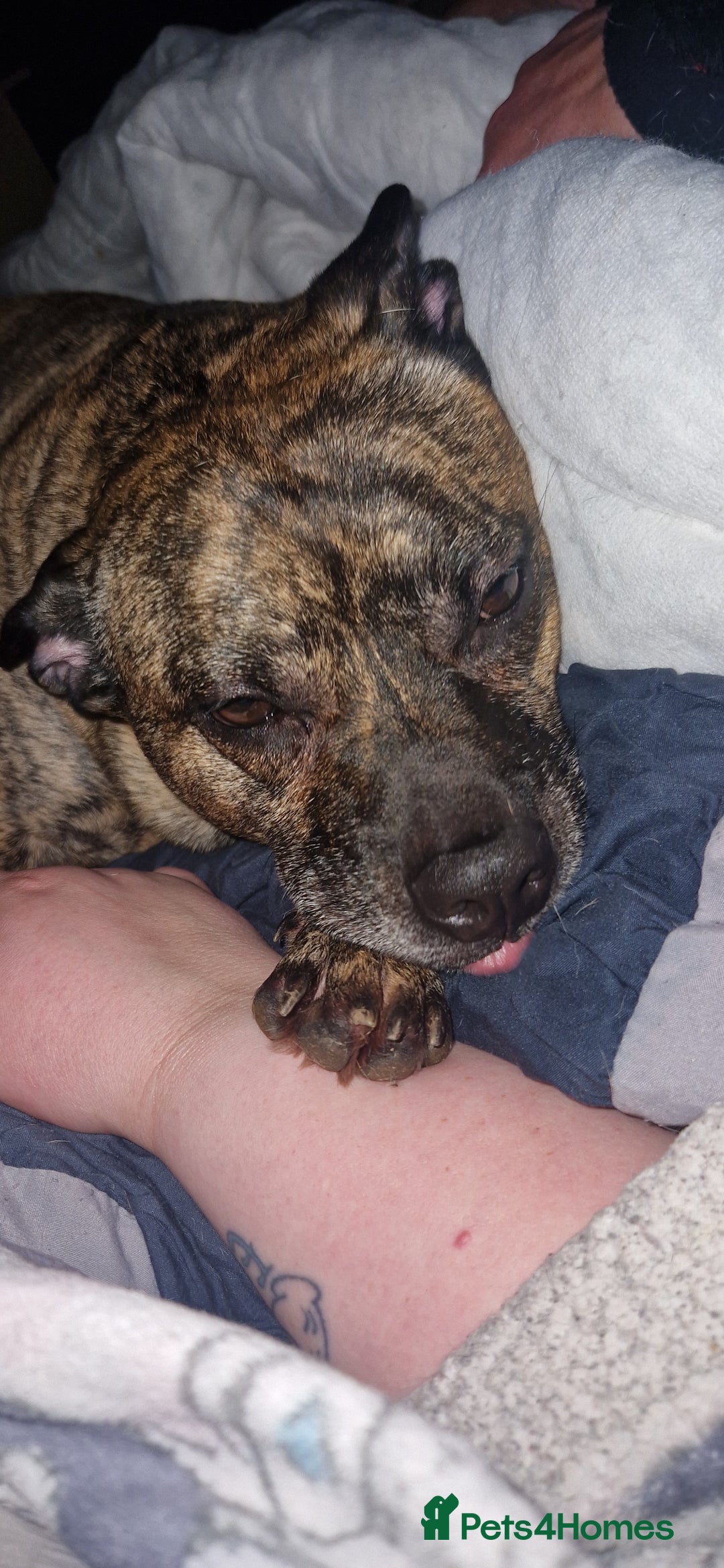 Mixed Breed dogs for sale: Reggie - 5 year old neutered male  - Image 3