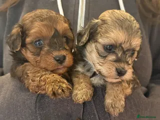 Lhasapoo dogs Lhasapoo puppies - Advert 2