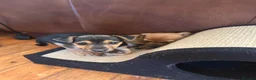 Jack Russell dogs for sale: Jack Russell pups - Advert 13
