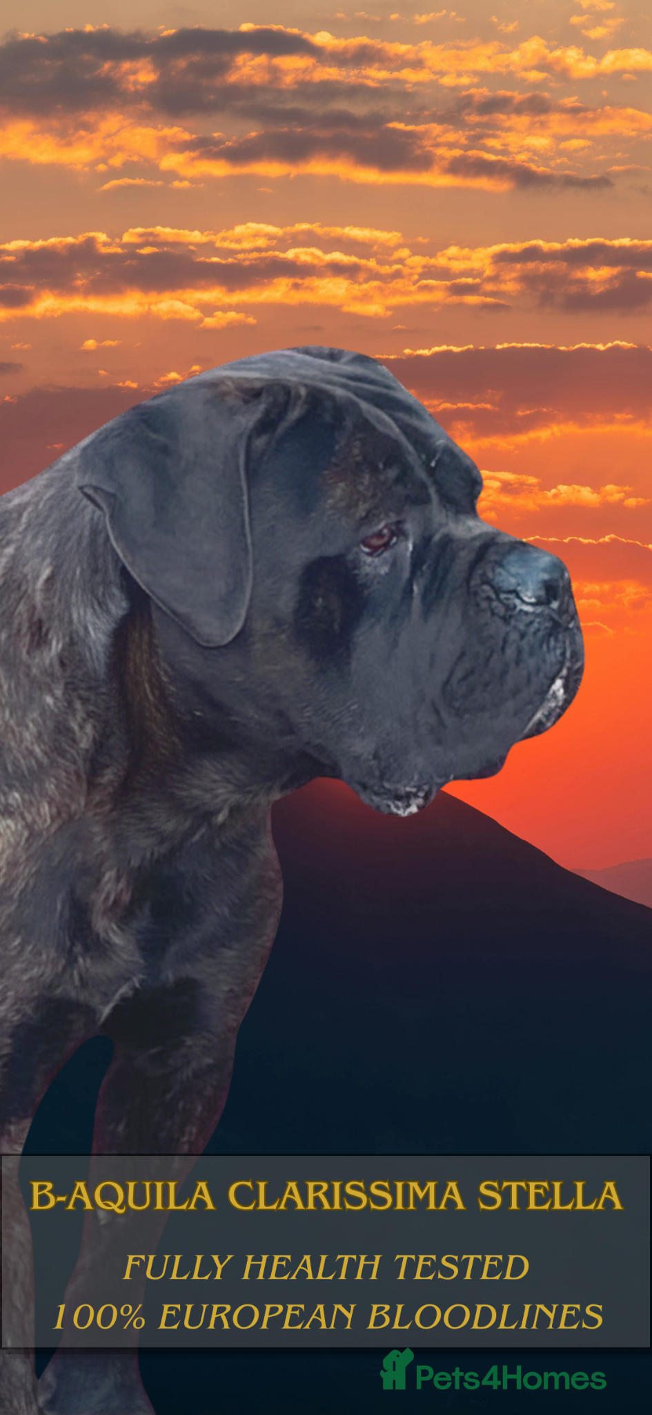 Cane Corso dogs HEALTH TESTED & FCI REGISTERED - Advert 1