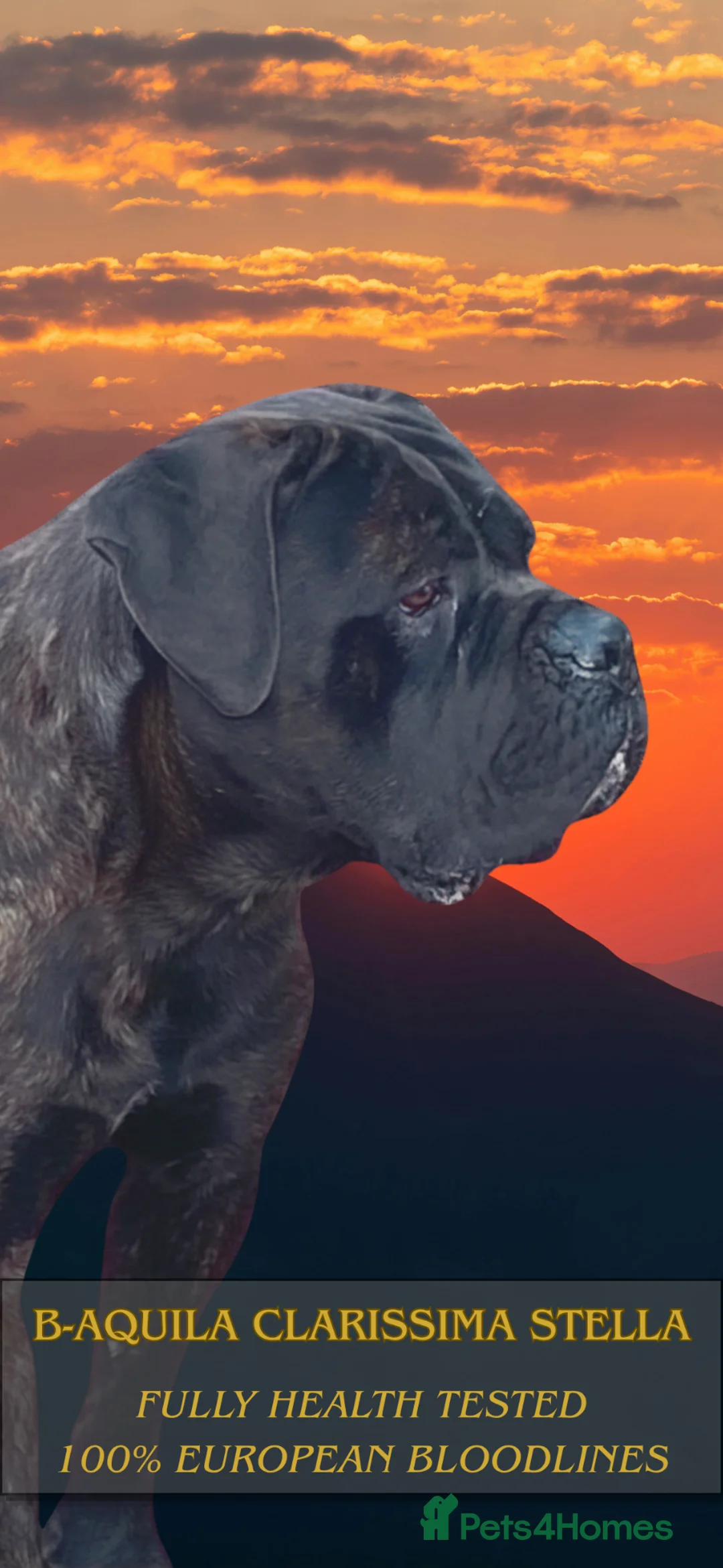 Cane Corso dogs for stud: HEALTH TESTED & FCI REGISTERED - Advert 1