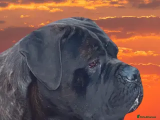 Cane Corso dogs HEALTH TESTED & FCI REGISTERED - Advert 1