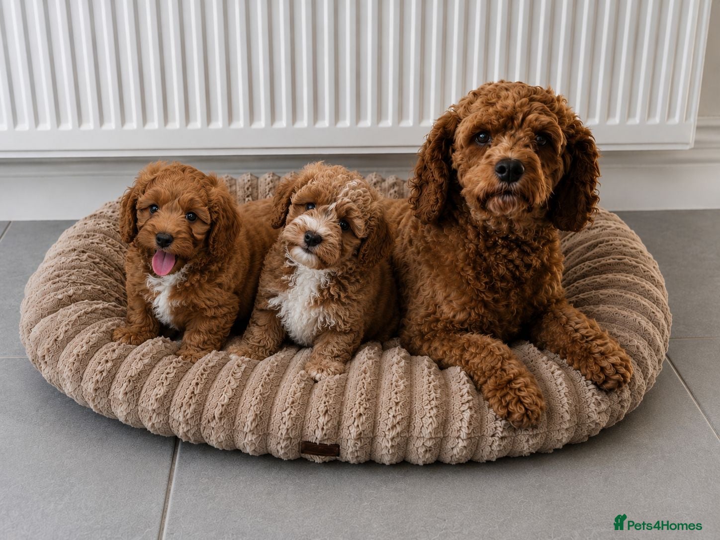 Cavapoo dogs Cavapoo babies ready to go  - Advert 1