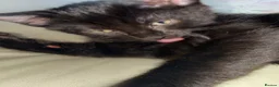 Aegean cats for sale: Adorable black kitten - Advert 3