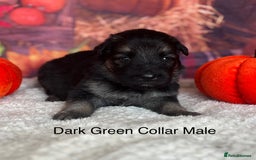 German Shepherd dogs for sale: KC White & Black&Tan German Shepherd Puppies!👀🏡 - Image 8