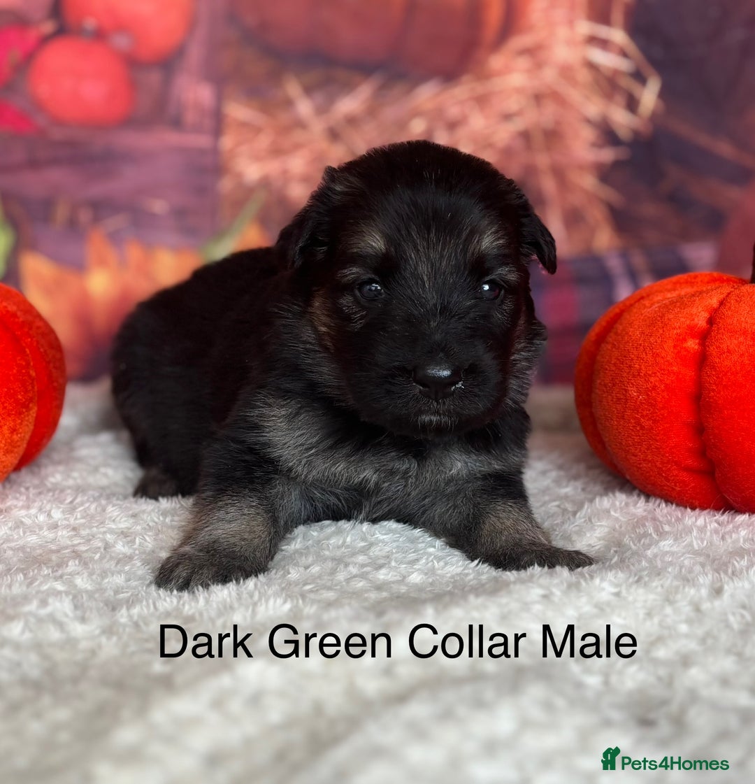 German Shepherd dogs for sale: KC White & Black&Tan German Shepherd Puppies!👀🏡 - Image 8