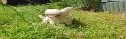 Chihuahua dogs for sale: Tiny tiny chihuahua girls  for sale  - Advert 16