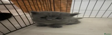 Dark Grey Kitten 