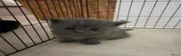 British Shorthair cats for sale: British short hair Mix Breed (please read add!)   - Advert 12