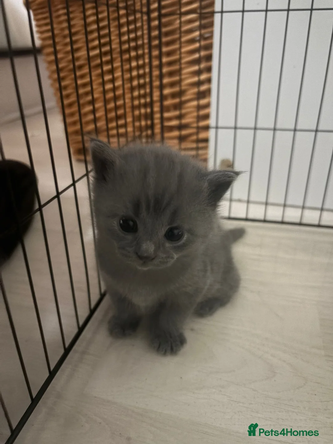 British Shorthair cats for sale: British short hair Mix Breed (please read add!)   - Advert 12