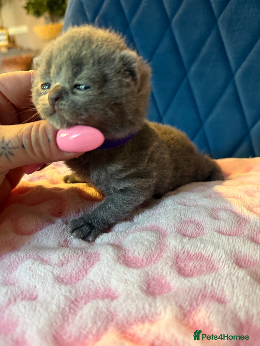 British Shorthair cats for sale: Pure British Shorthair Champion line 🥇🏆😻  - Image 33