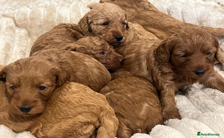Cockapoo dogs - Advert 1