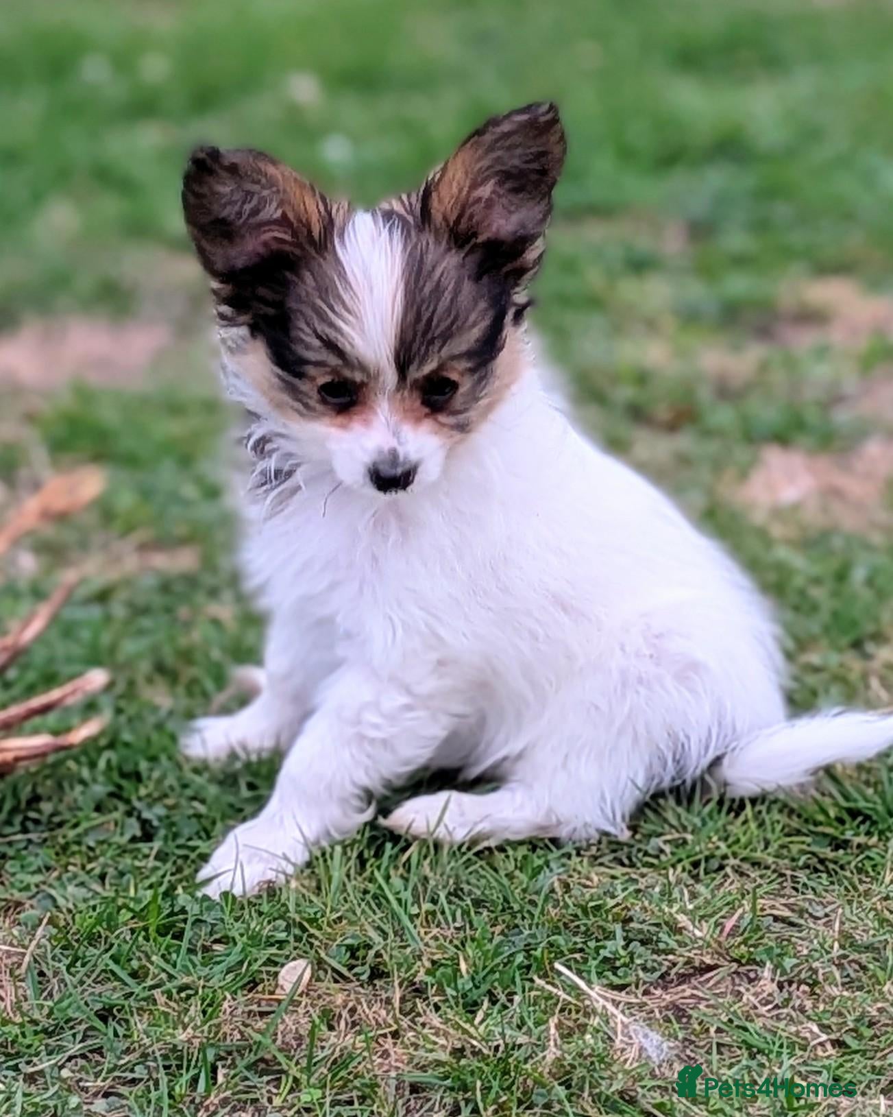 Papillon dogs KC Registered Papillon Boy - Advert 3