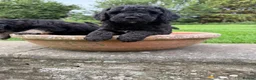 Mini Goldendoodle dogs for sale: Ready to leave Mini Goldendoodles - Advert 18