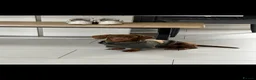 Miniature Dachshund dogs for stud: chocolate boy carries fluffy gene for stud  - Advert 10