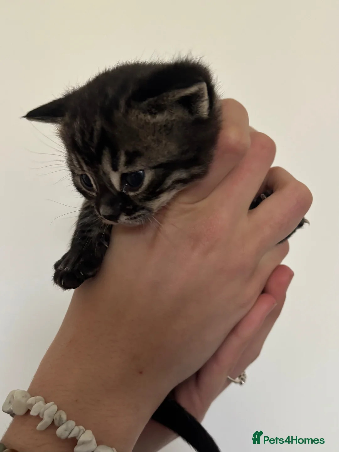 Mixed Breed cats for sale: Bengal cross British shorthair kittens for sale  in Waterlooville - Advert 2