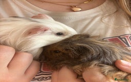 Guinea Pig rodents for sale: 2 Guinea pig brothers  - Image 1