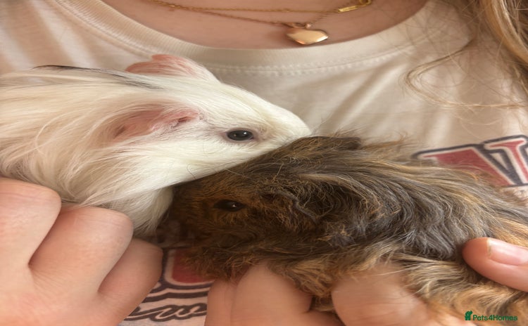 Guinea Pig rodents - Advert 4