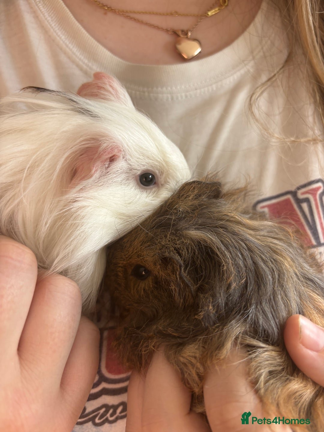 Guinea Pig rodents for sale: 2 Guinea pig brothers  - Image 1