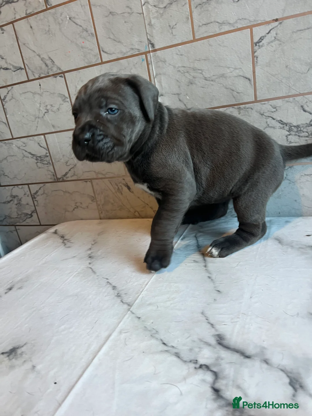 Cane Corso dogs for sale: Cane corso puppies - Advert 4