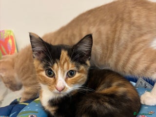 Domestic Shorthair cats - Advert 7