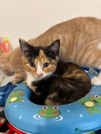 Domestic Shorthair cats - Advert 1
