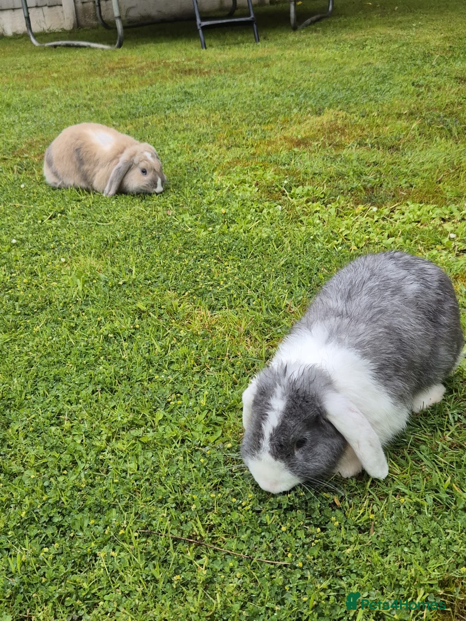 Mini Lop rabbits 2 x Mini Lops + indoor/outdoor hutch and accessori - Advert 1