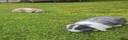 Mini Lop rabbits for sale: 2 x Mini Lops + indoor/outdoor hutch and accessori - Advert 1