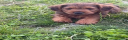 Cairn Terrier dogs for sale: Cairn terrier  in Gaerwen - Advert 2