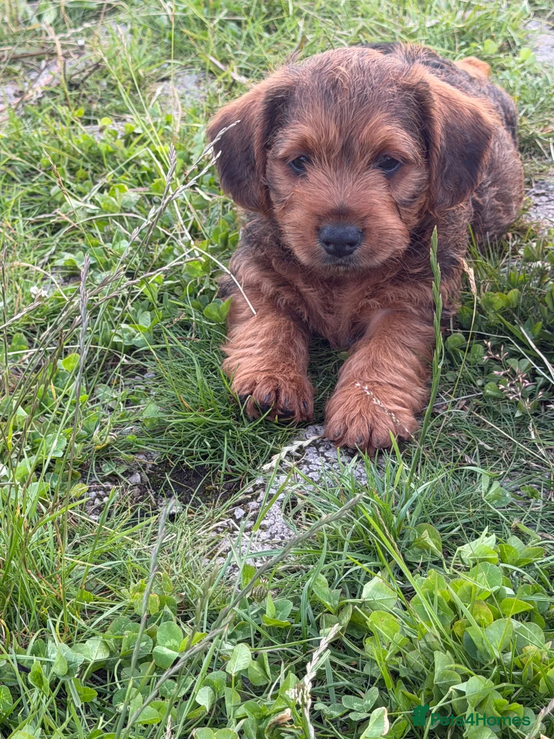 Cairn Terrier dogs for sale: Cairn terrier  in Gaerwen - Advert 2