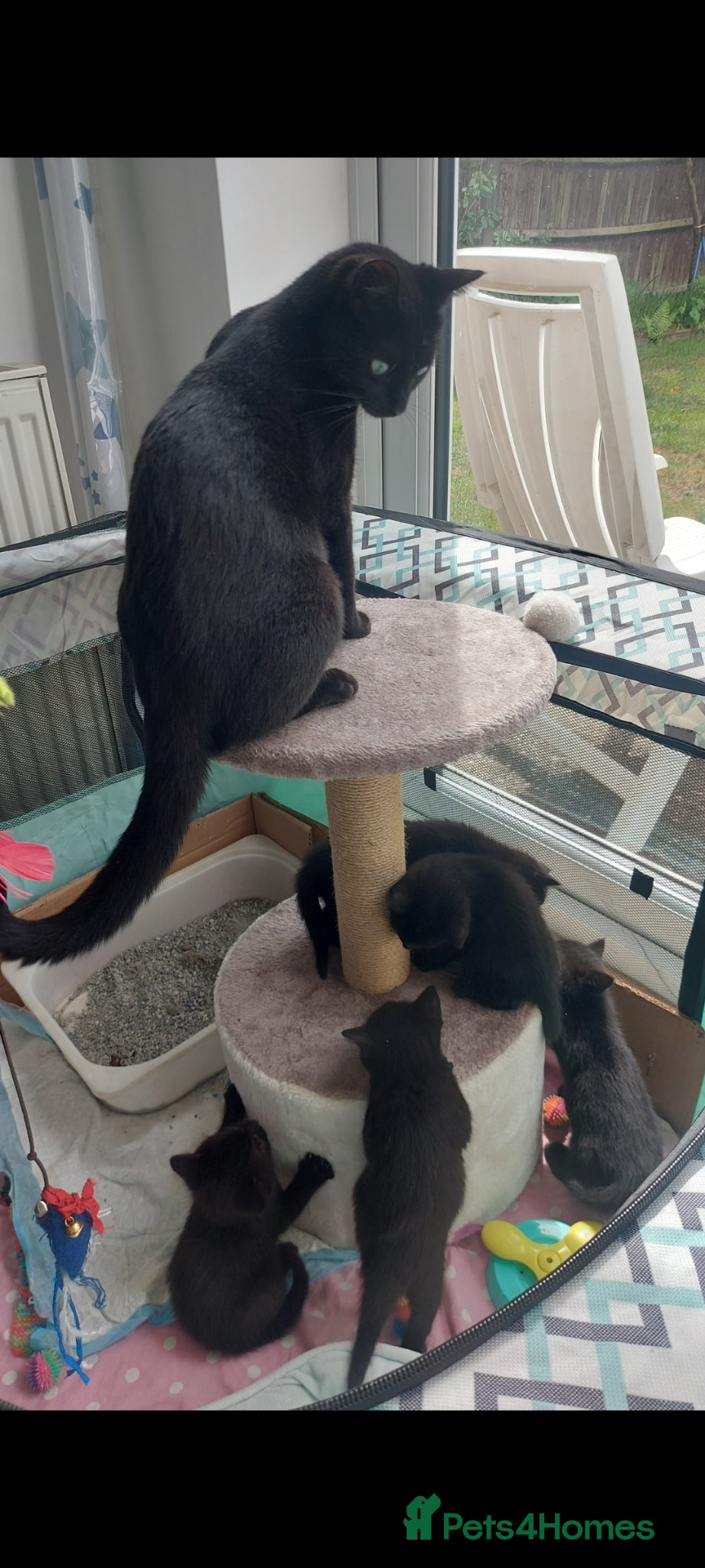 Mixed Breed cats for sale: Black fluffy kittens  - Advert 1