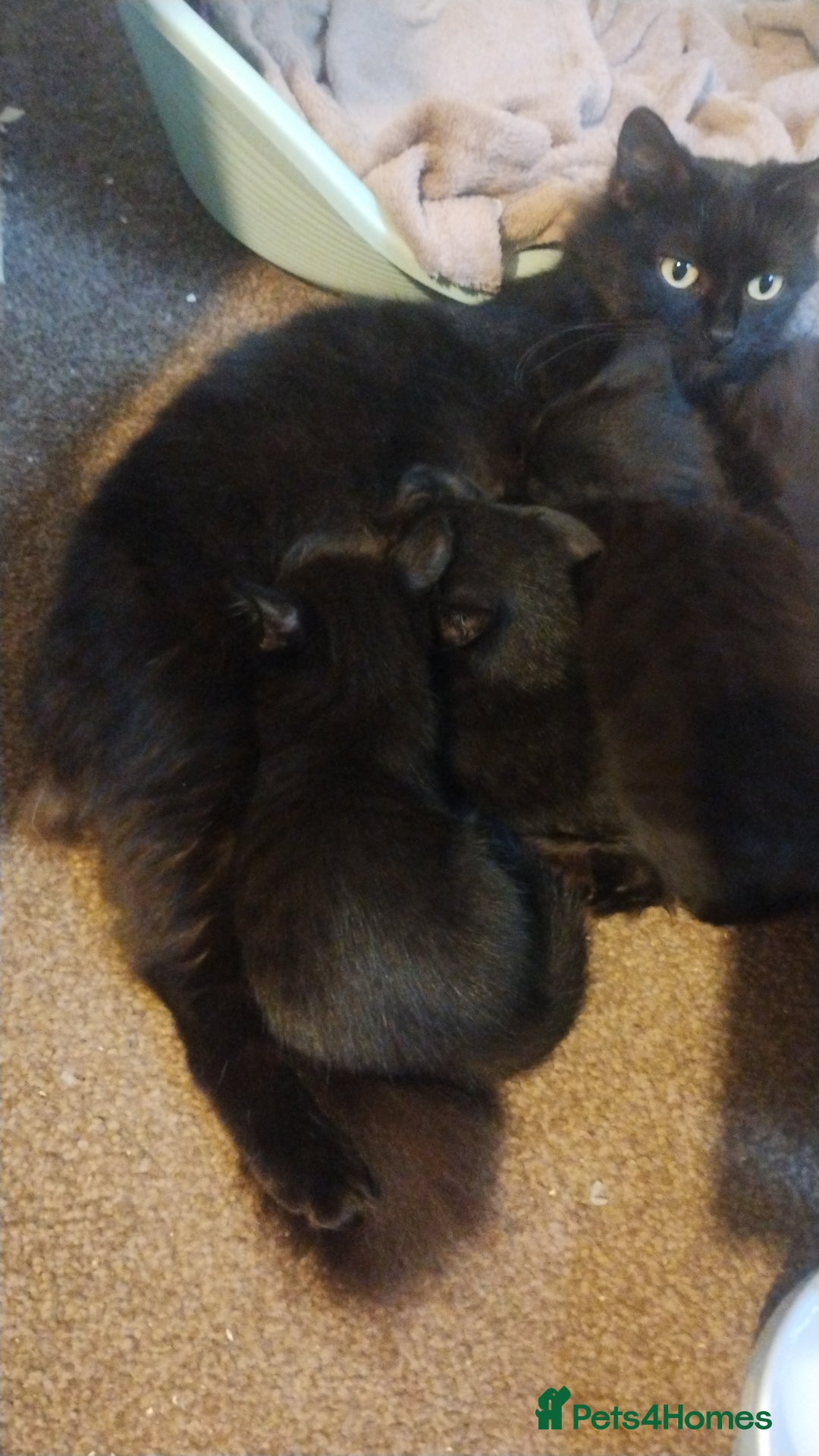 Mixed Breed cats for sale: Fluffy black kittens  - Image 6