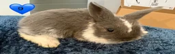 Mini Lop rabbits for sale: Pure bred mini lop bunnies - Advert 20