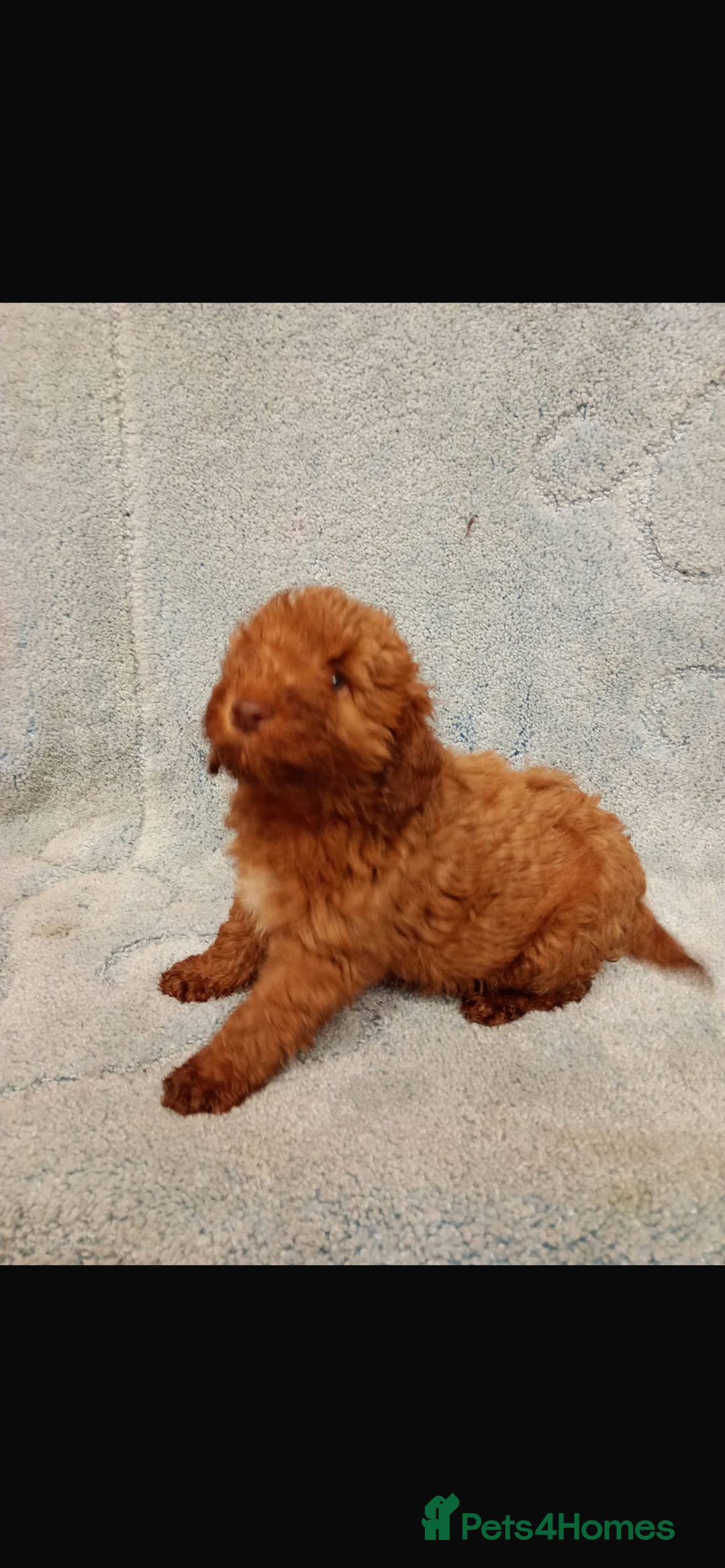 Cockapoo dogs for sale: 2 adorable cockapoo puppies - Advert 1