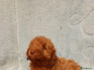 Cockapoo dogs 2 adorable cockapoo puppies - Advert 2