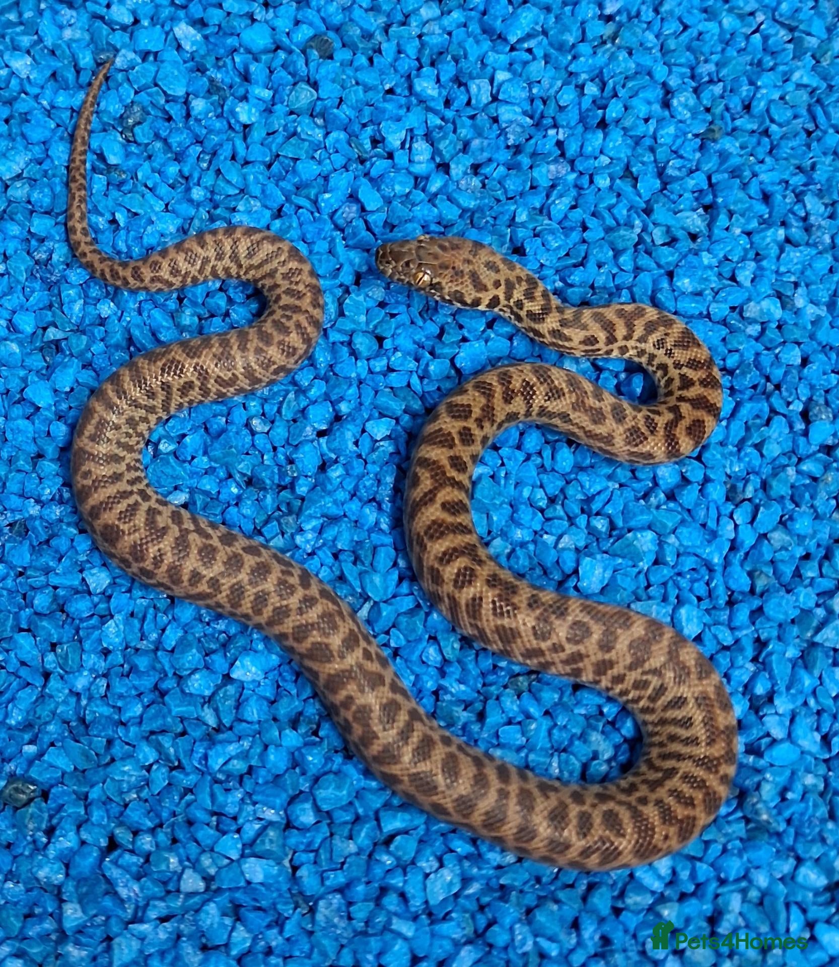 Python Snake reptiles Children's Python's Het T+Albino - Advert 1