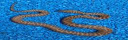 Python Snake reptiles for sale: Children's Python's Het T+Albino - Advert 1