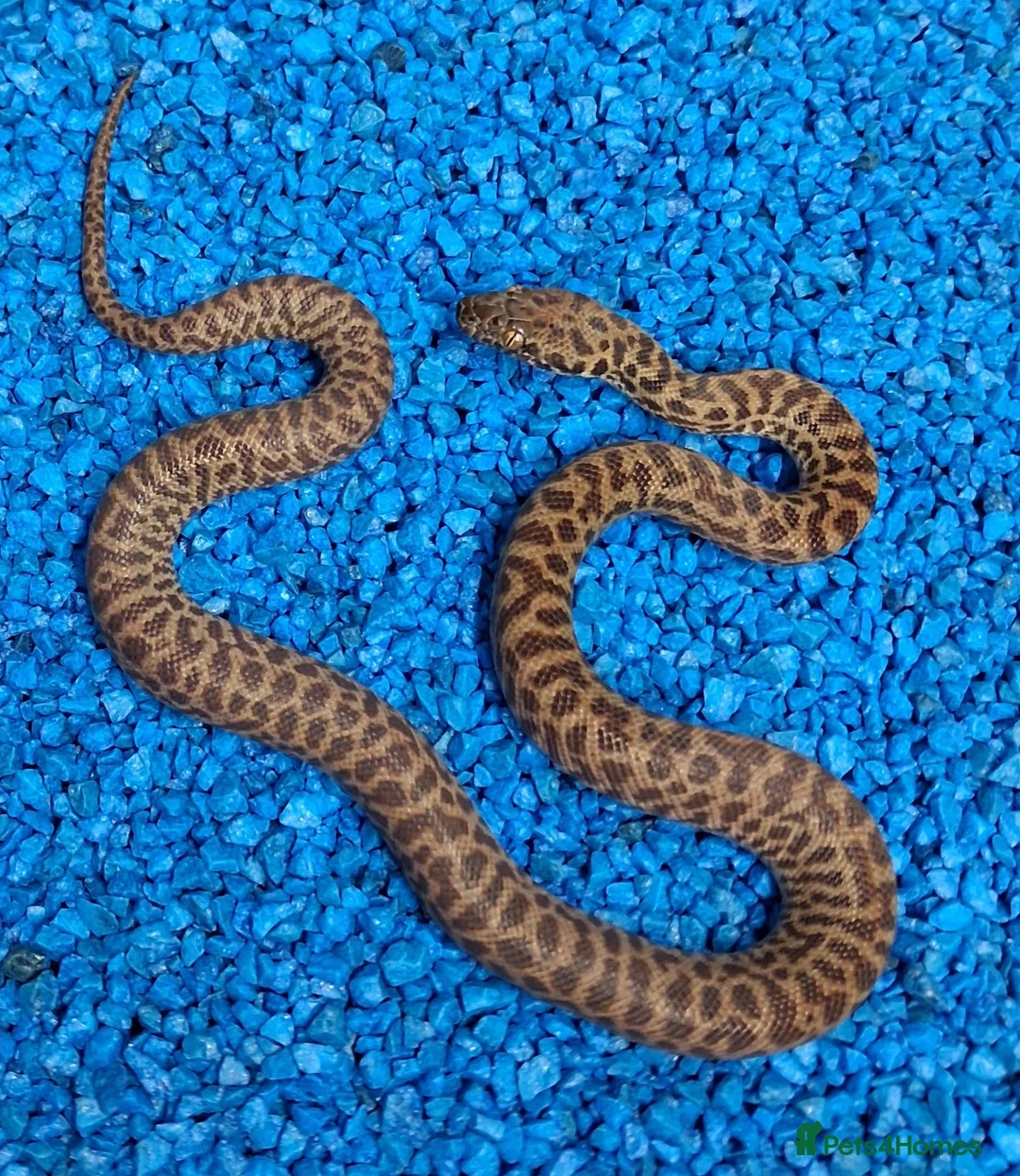 Python Snake reptiles for sale: Children's Python's Het T+Albino - Advert 1