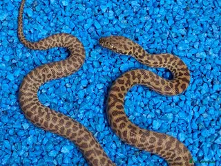 Python Snake reptiles Children's Python's Het T+Albino - Advert 1