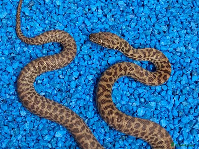 Python Snake reptiles Children's Python's Het T+Albino - Advert 1