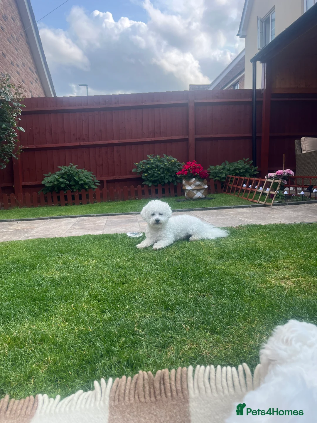 Bichon Frise dogs for stud: Bichon Frise for stud in Corby - Advert 6