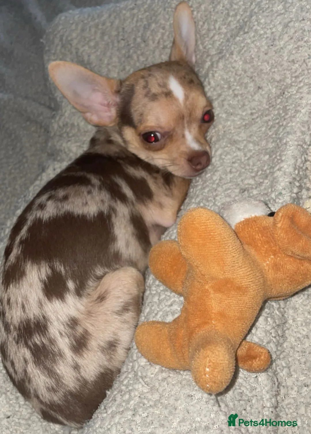 Chihuahua dogs for stud: Exceptional Tiny Merle Chihuahua – Proven Stud - Advert 3