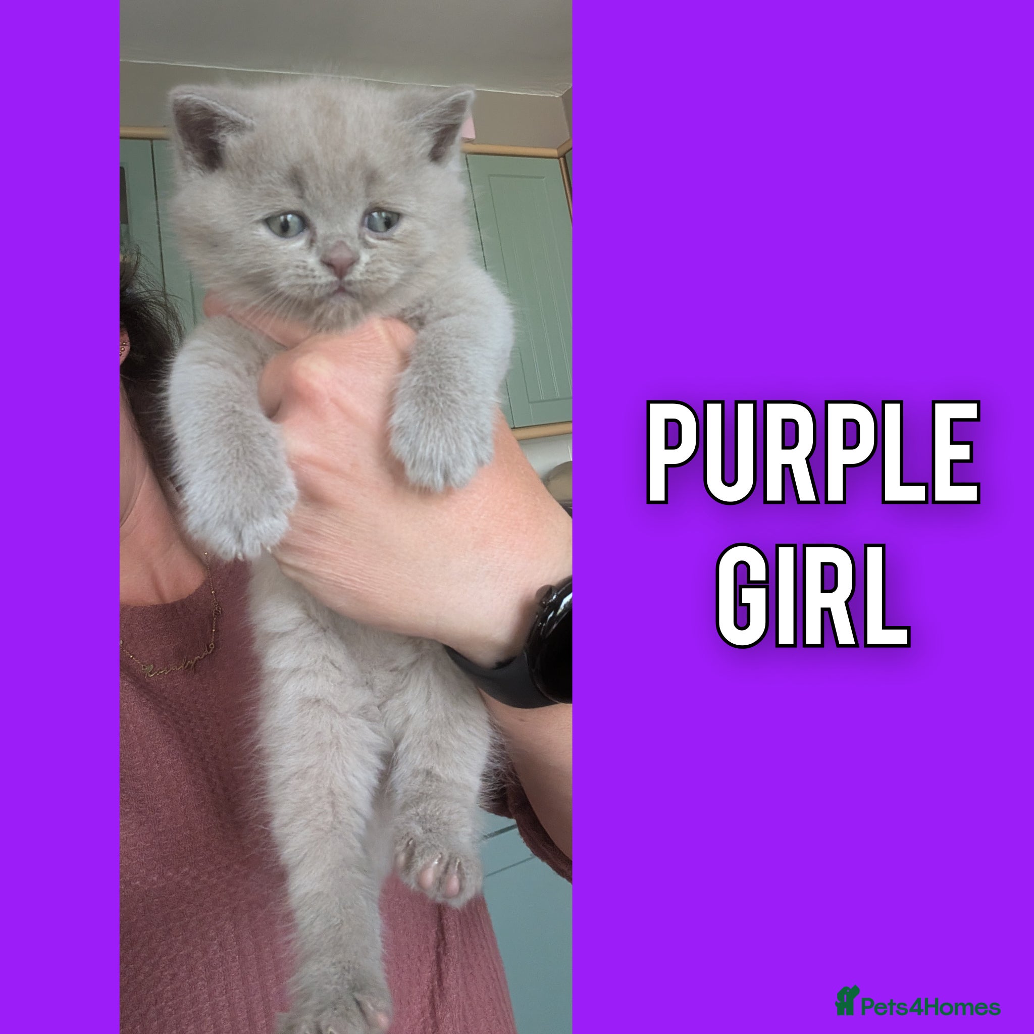 British Shorthair cats 5 Stunning Lilac Shorthair Kittens For Sale - Advert 2