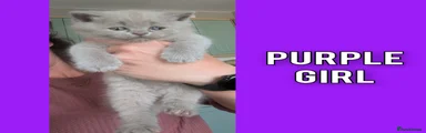 Purple Girl 